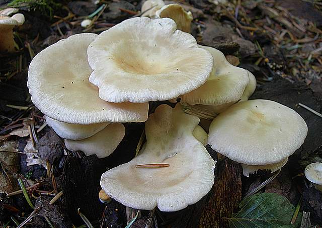 Funghi trasformisti , necrofili e sterili